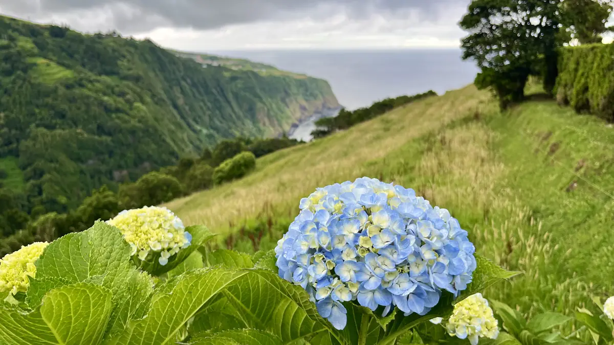 Hortênsias azuis numa encosta relvada sobre o oceano, São Miguel