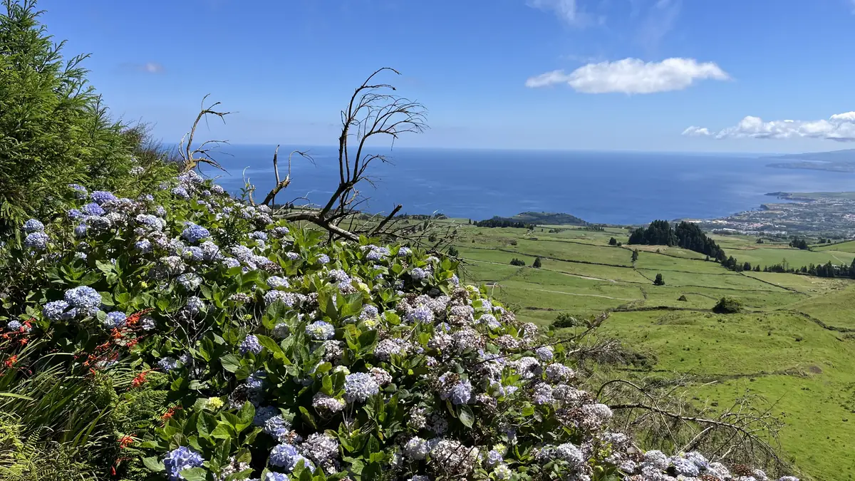 Hortênsias em flor sobre pastagens verdes que descem até ao Atlântico, em São Miguel