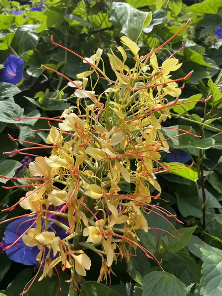 Flores subtropicais em flor num jardim açoriano